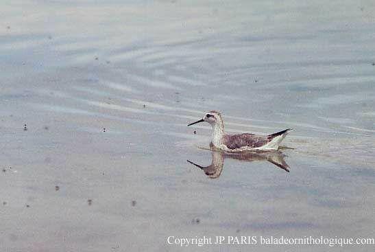 Phalarope de Wilson