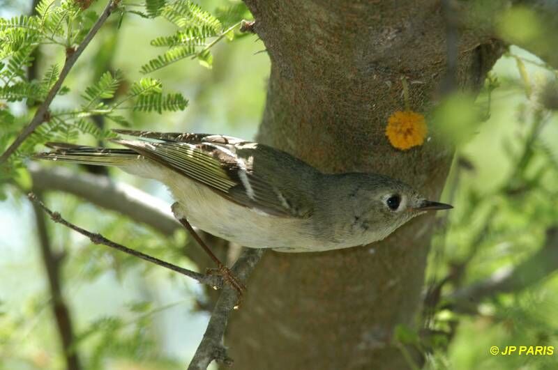 Roitelet à couronne rubis