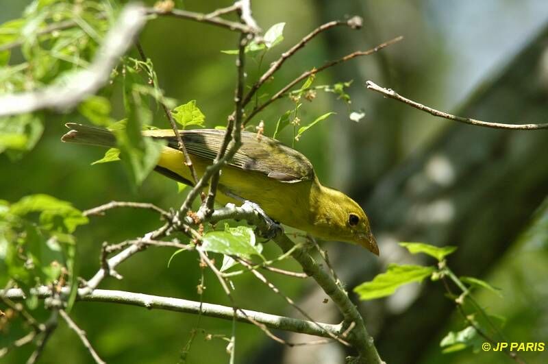 Scarlet Tanager