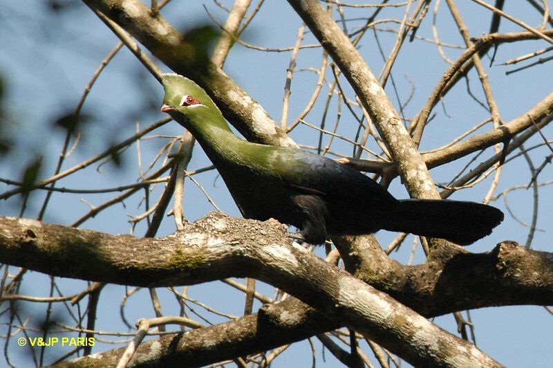 Knysna Turaco, identification