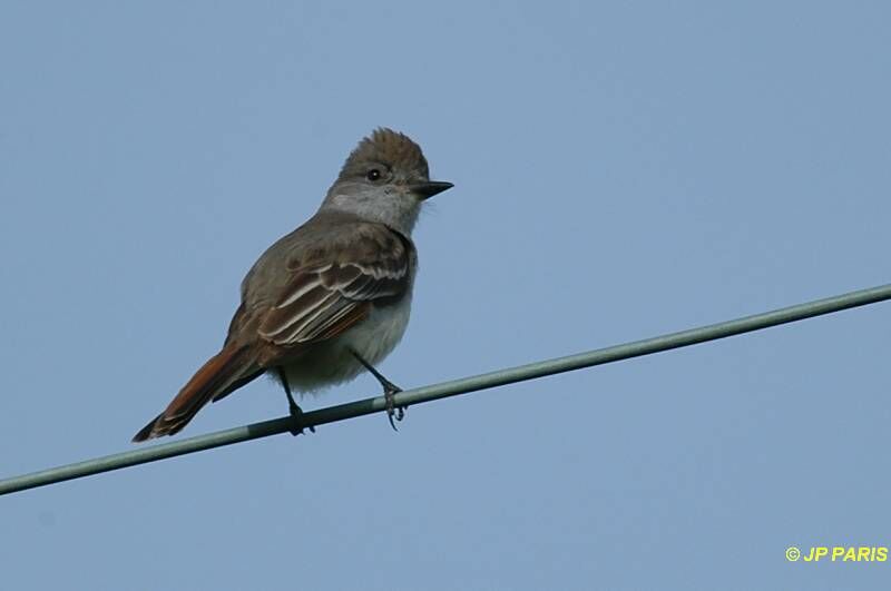 Ash-throated Flycatcher