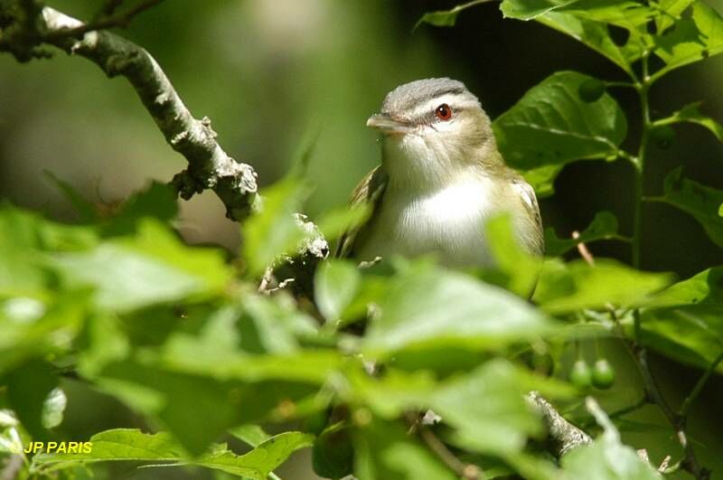 Viréo à oeil rouge