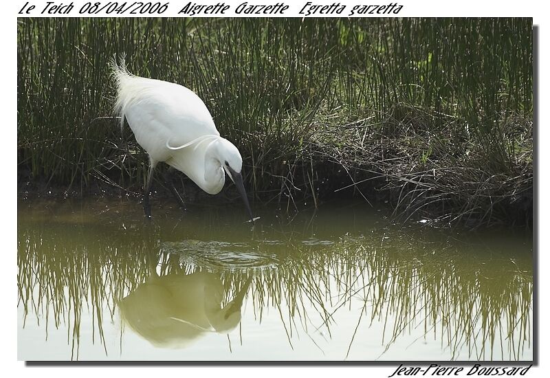 Little Egret