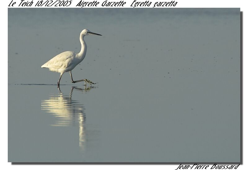 Little Egretadult