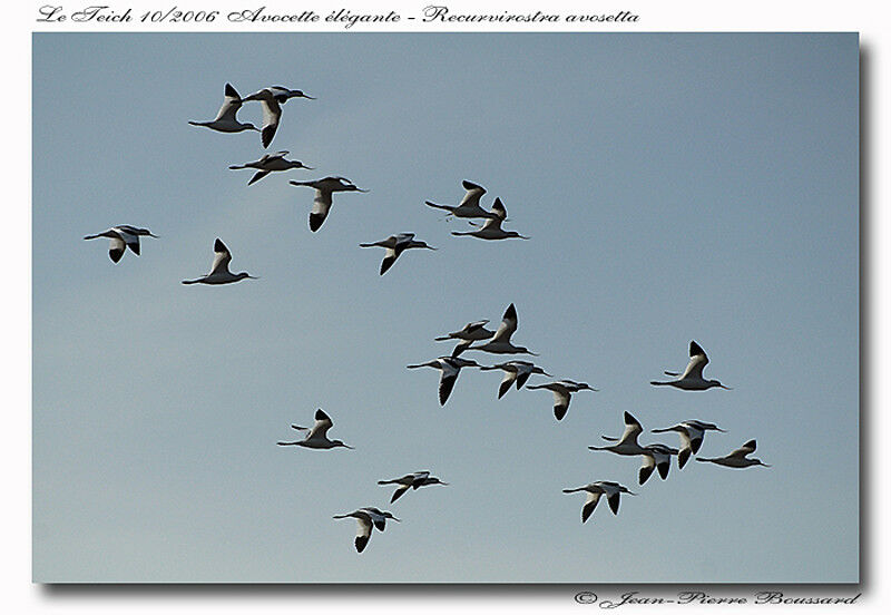 Avocette éléganteadulte