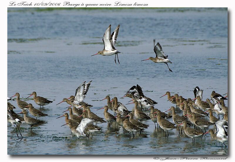 Black-tailed Godwit