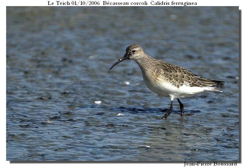 Curlew Sandpiperadult