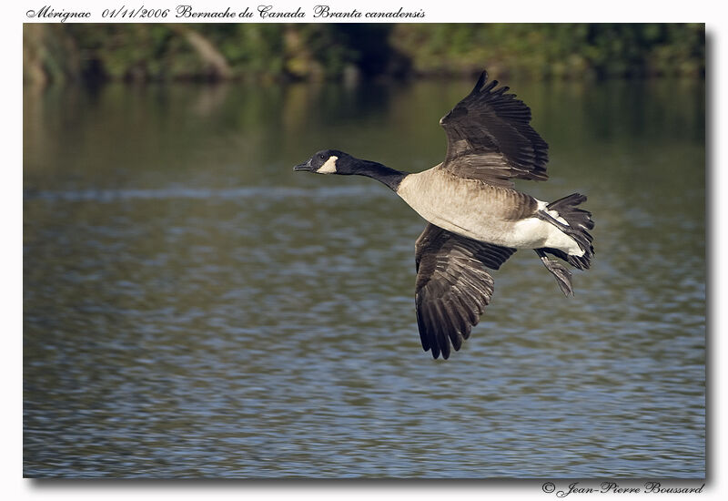 Canada Gooseadult