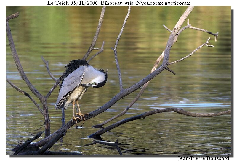 Black-crowned Night Heronadult