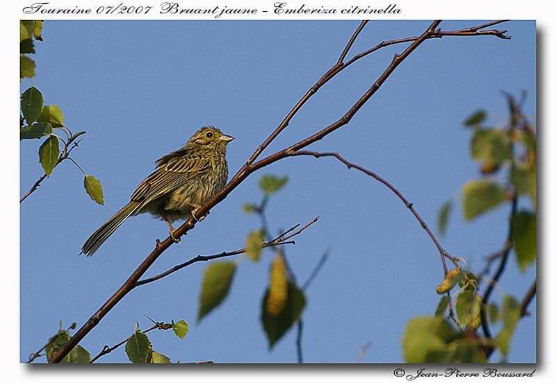 Yellowhammeradult