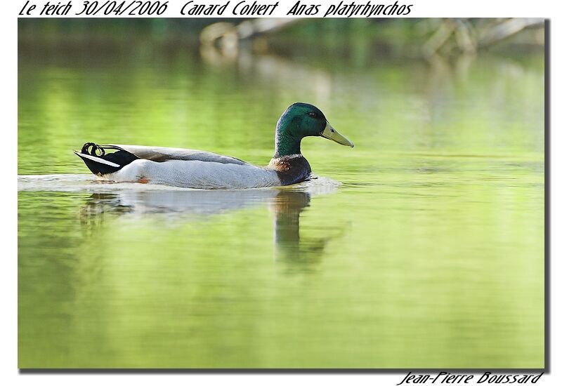 Mallard