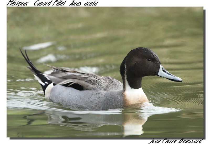 Northern Pintail male adult