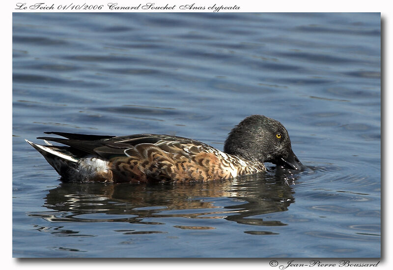 Canard souchet mâle adulte