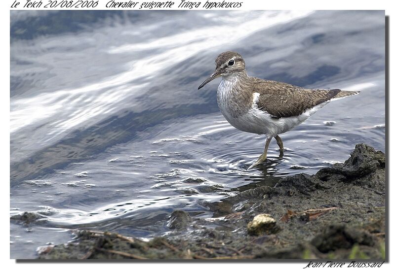 Common Sandpiper