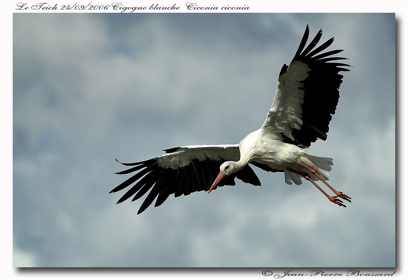 White Storkadult