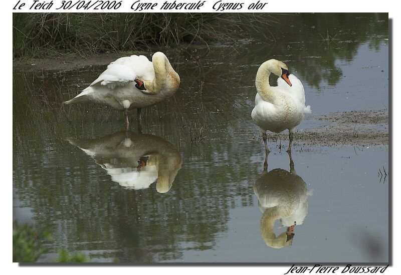 Cygne tuberculé adulte