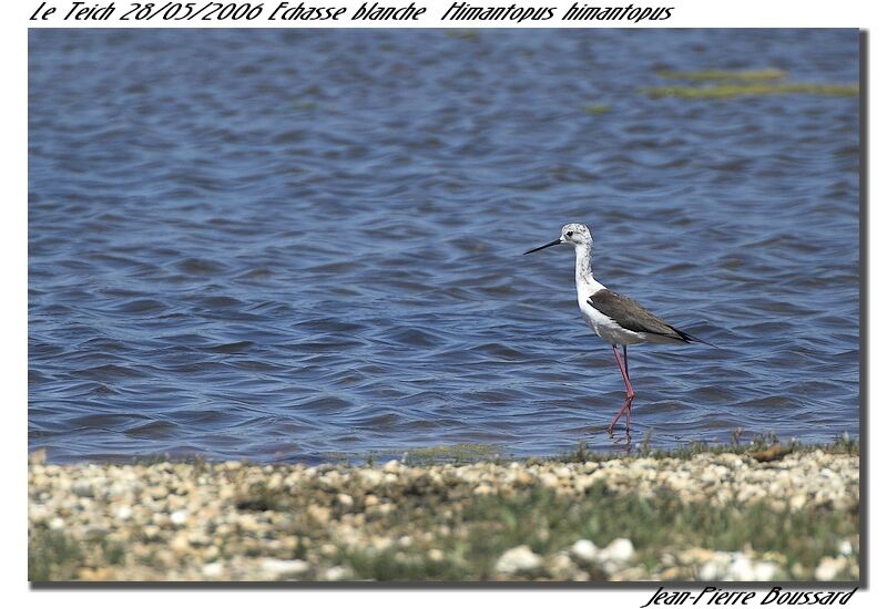 Black-winged Stilt