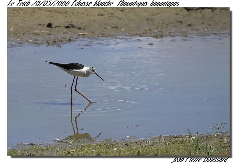 Black-winged Stilt