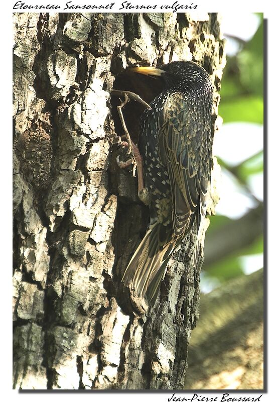 Common Starling male adult post breeding