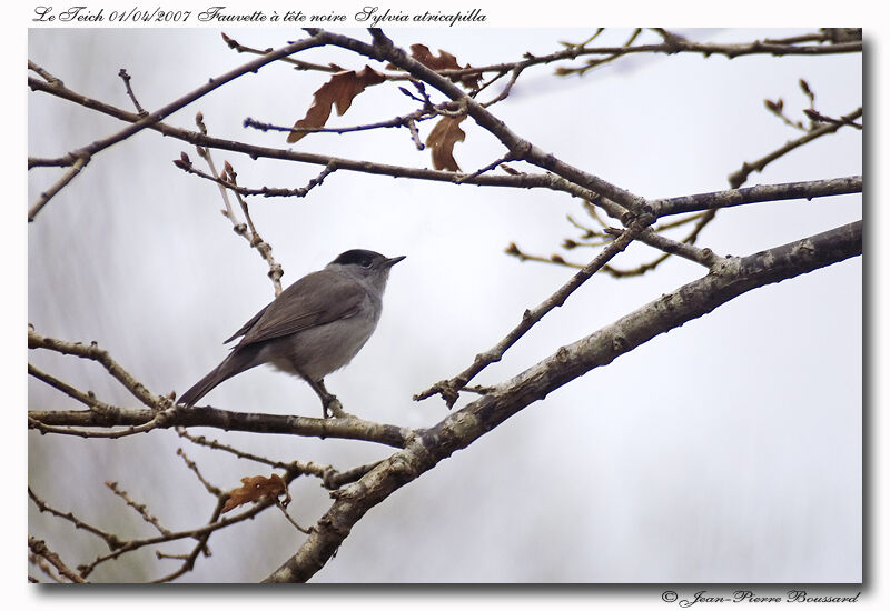 Eurasian Blackcap male