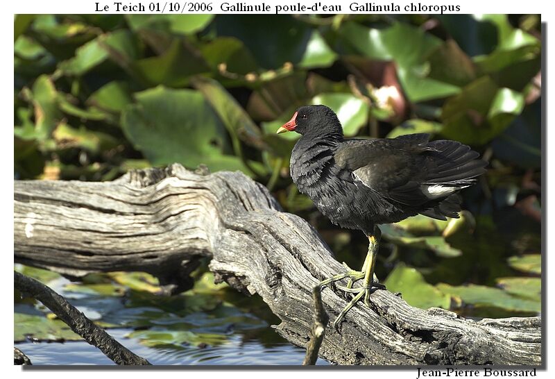 Gallinule poule-d'eauadulte