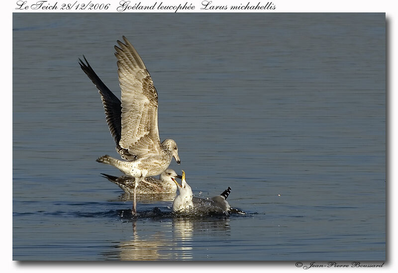 Yellow-legged Gull