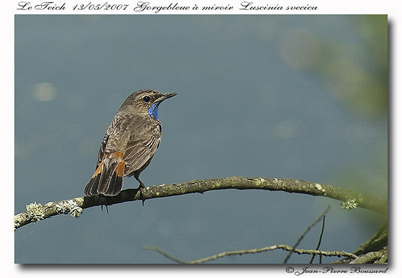 Bluethroat male adult