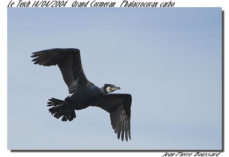 Great Cormorant