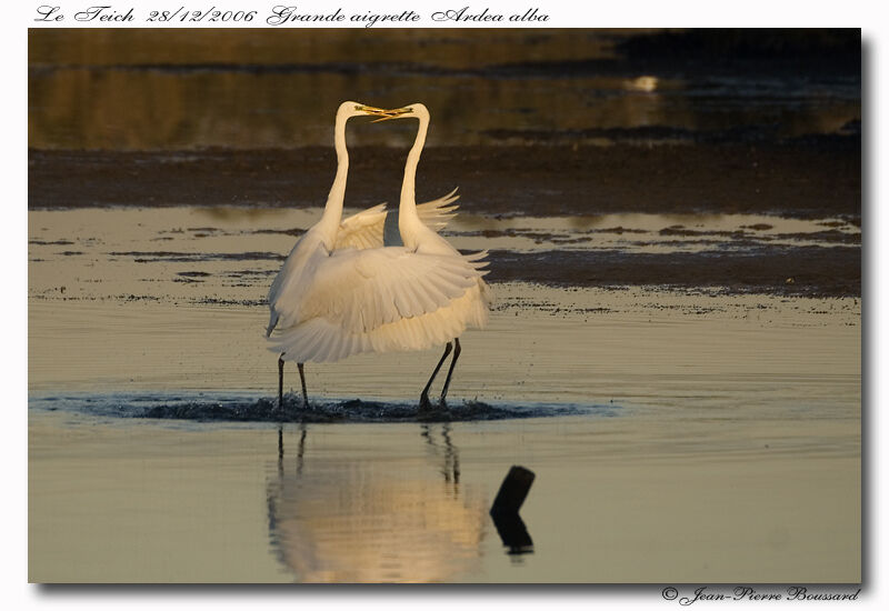 Great Egret, Behaviour