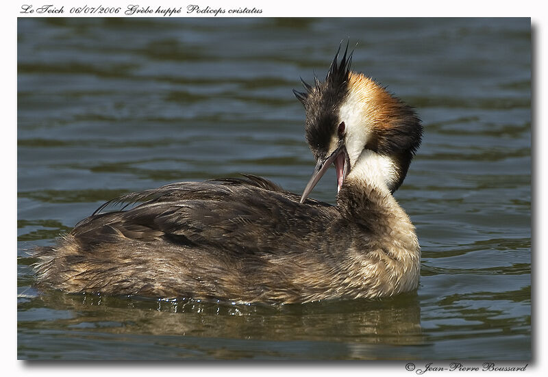 Great Crested Grebeadult