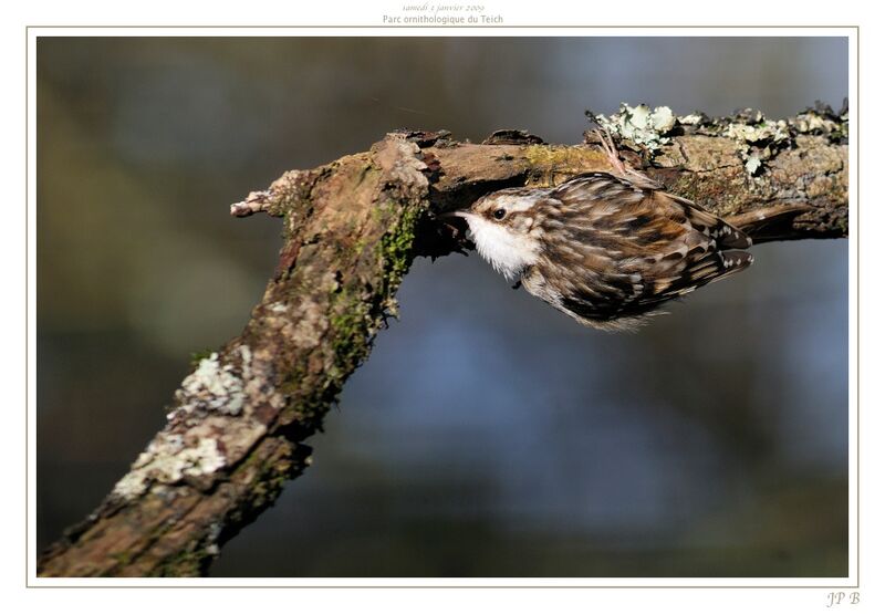 Short-toed Treecreeper