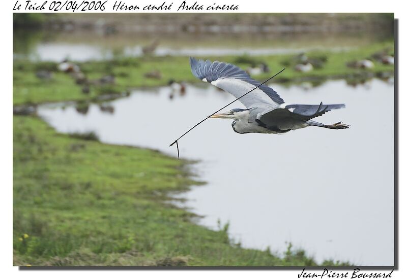 Grey Heronadult