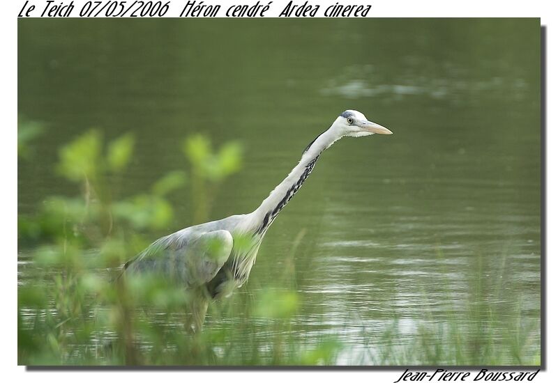 Grey Heron