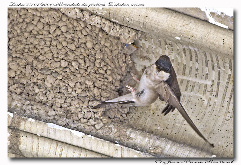 Western House Martinadult breeding