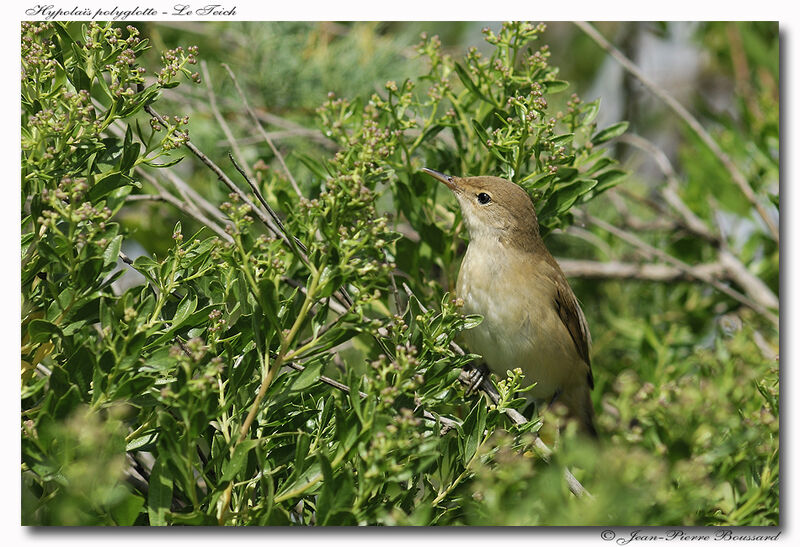 Melodious Warbler