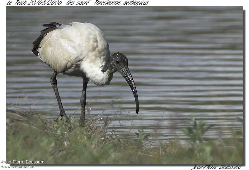 African Sacred Ibissubadult, fishing/hunting