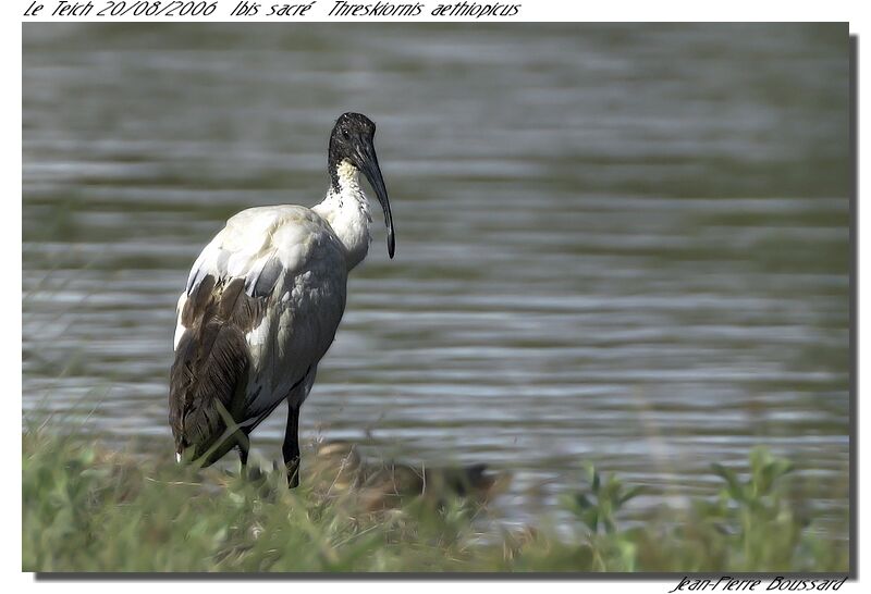 Ibis sacré