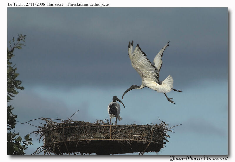 Ibis sacréadulte