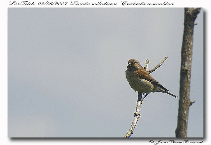 Common Linnet female adult