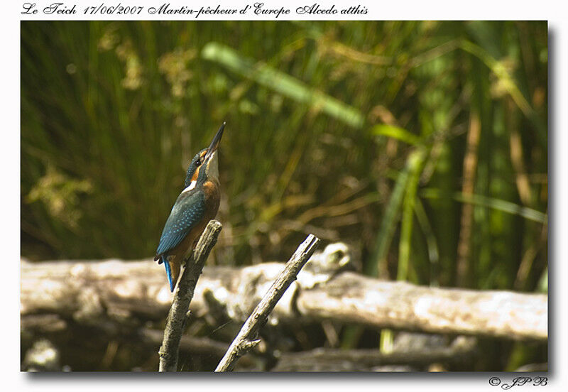 Common Kingfisher male adult