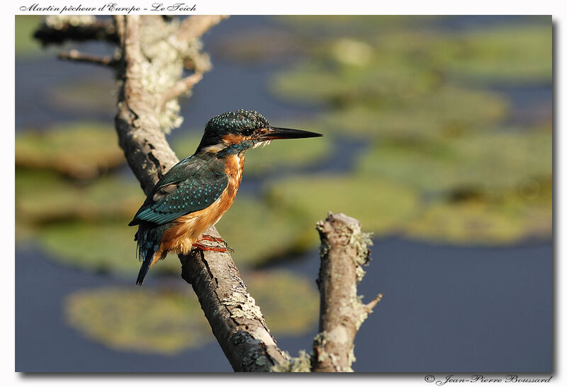 Common Kingfisher female adult