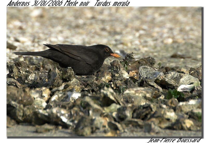 Common Blackbird male adult