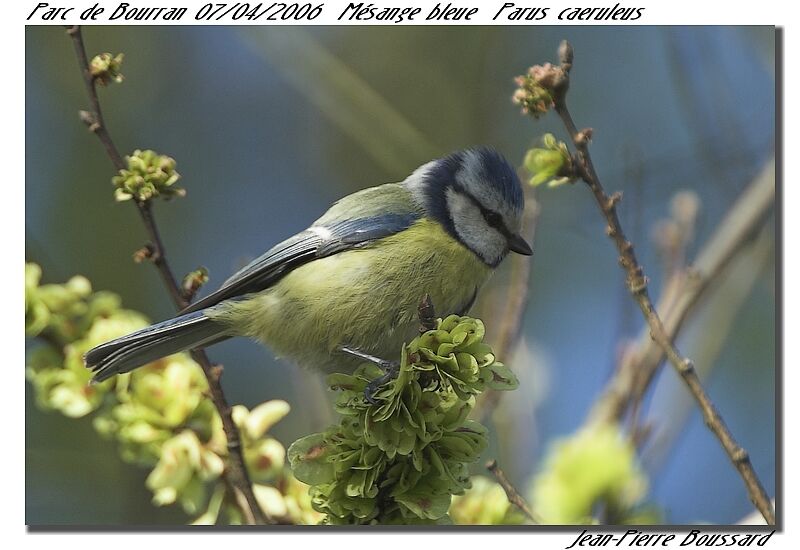 Eurasian Blue Titadult