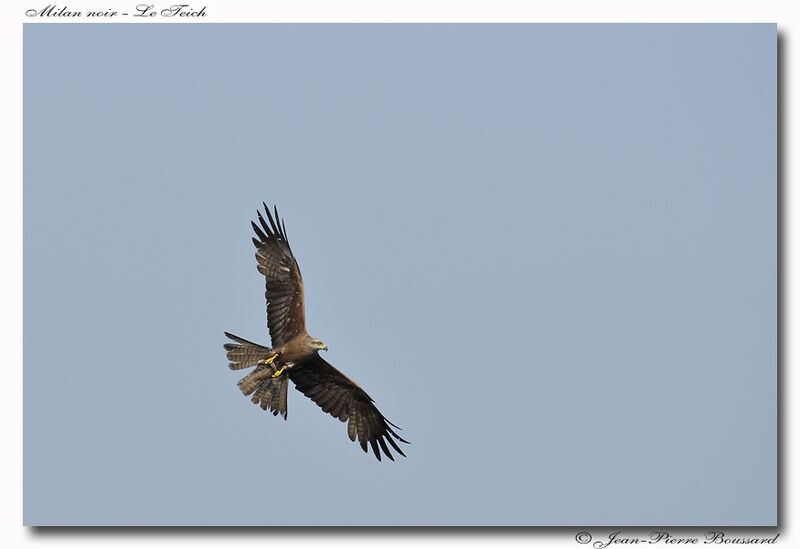 Black Kite