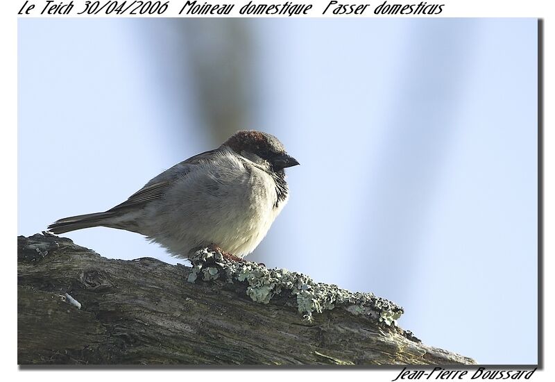 House Sparrow male adult