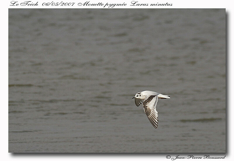 Mouette pygmée1ère année