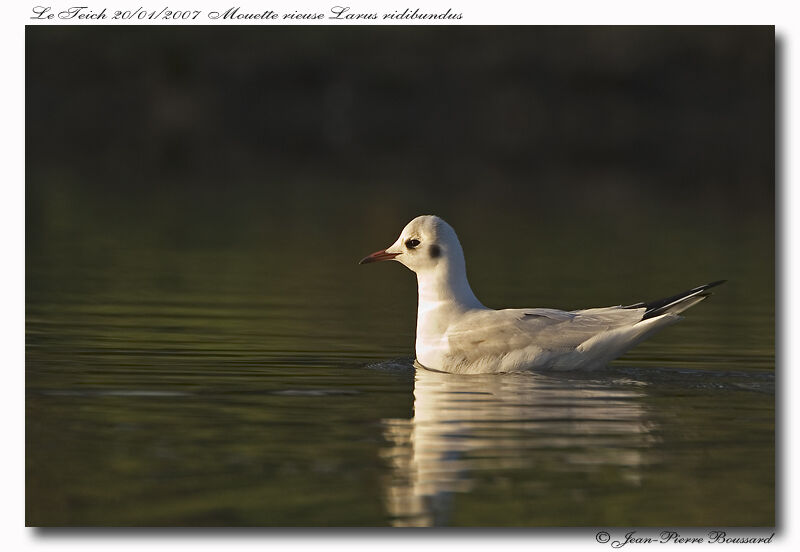 Mouette rieuse