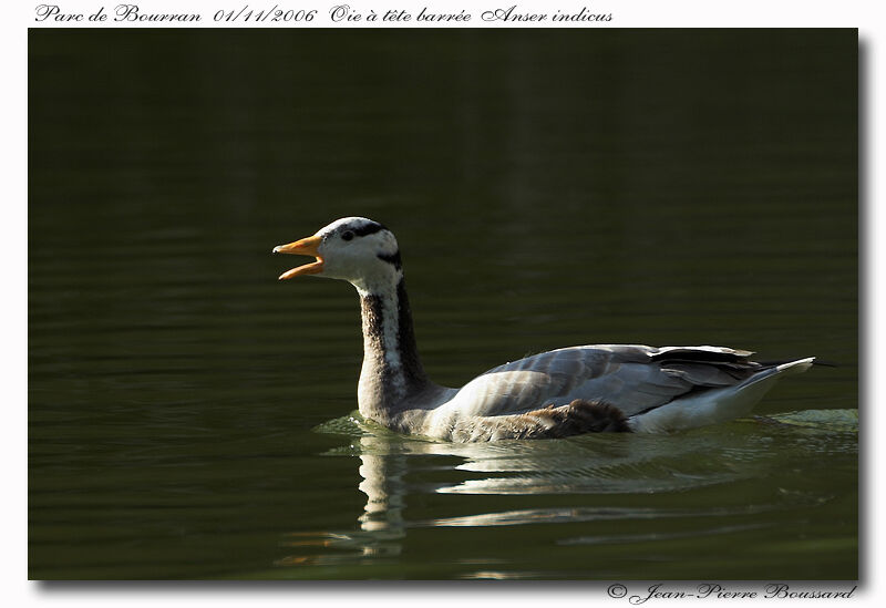 Bar-headed Gooseadult