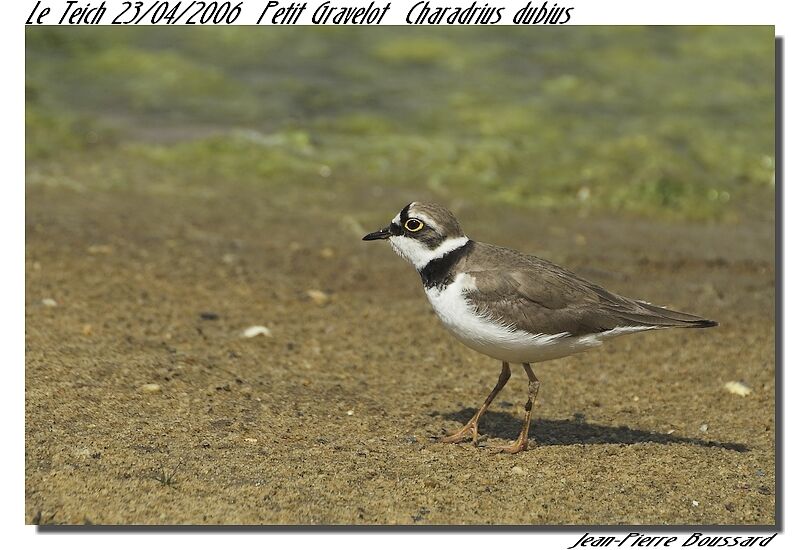 Little Ringed Plover