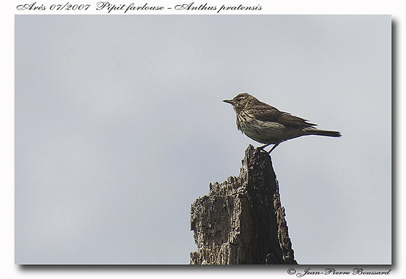 Pipit farlouse